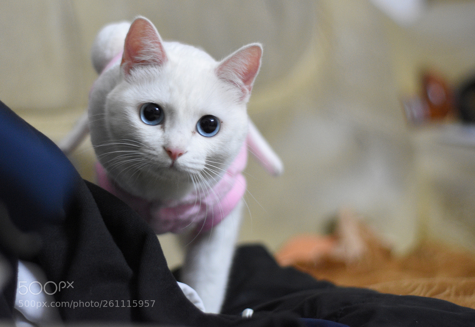 Nikon D7200 sample photo. Untitled photography