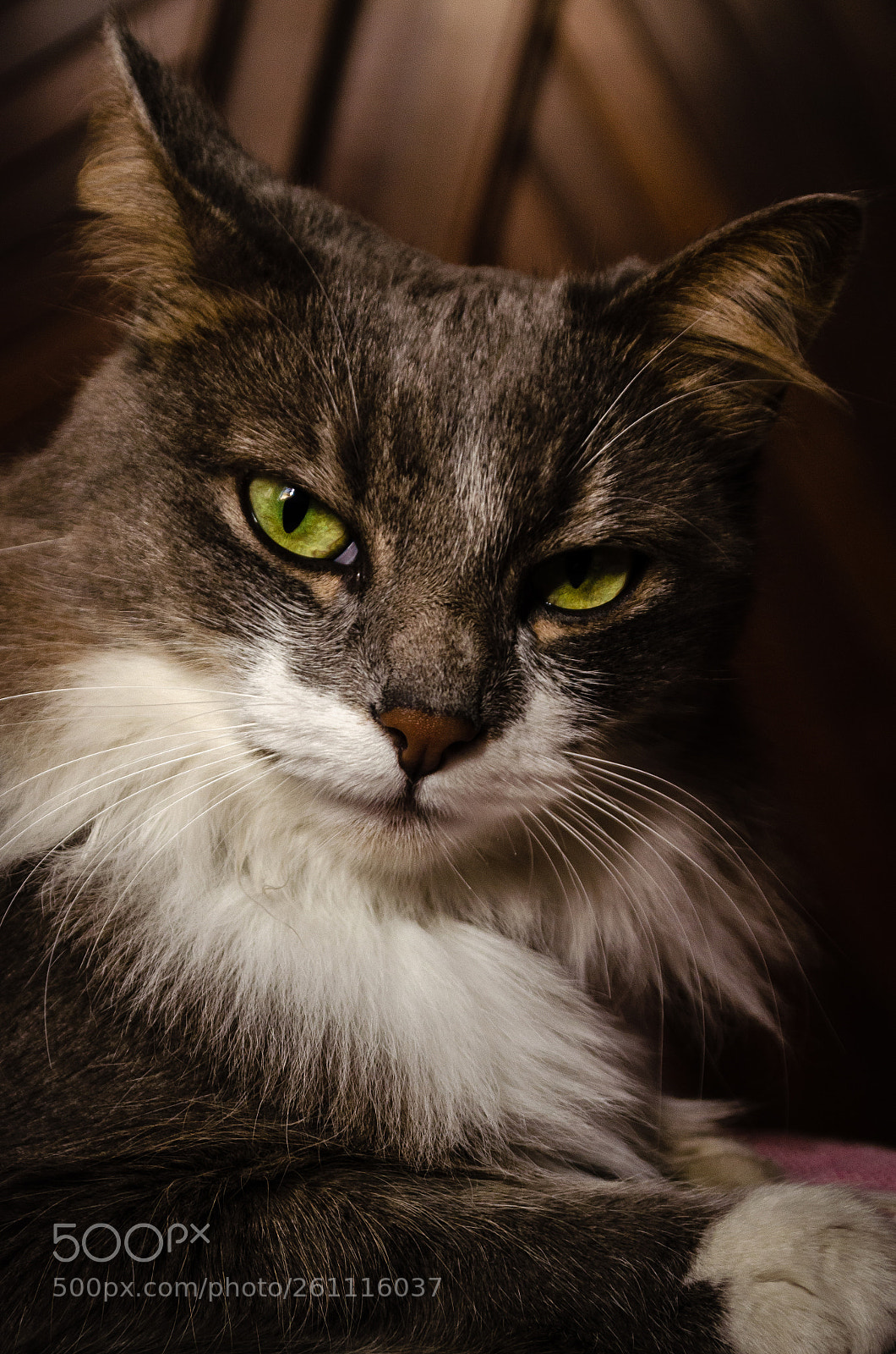 Nikon D5100 sample photo. Pet me, now photography