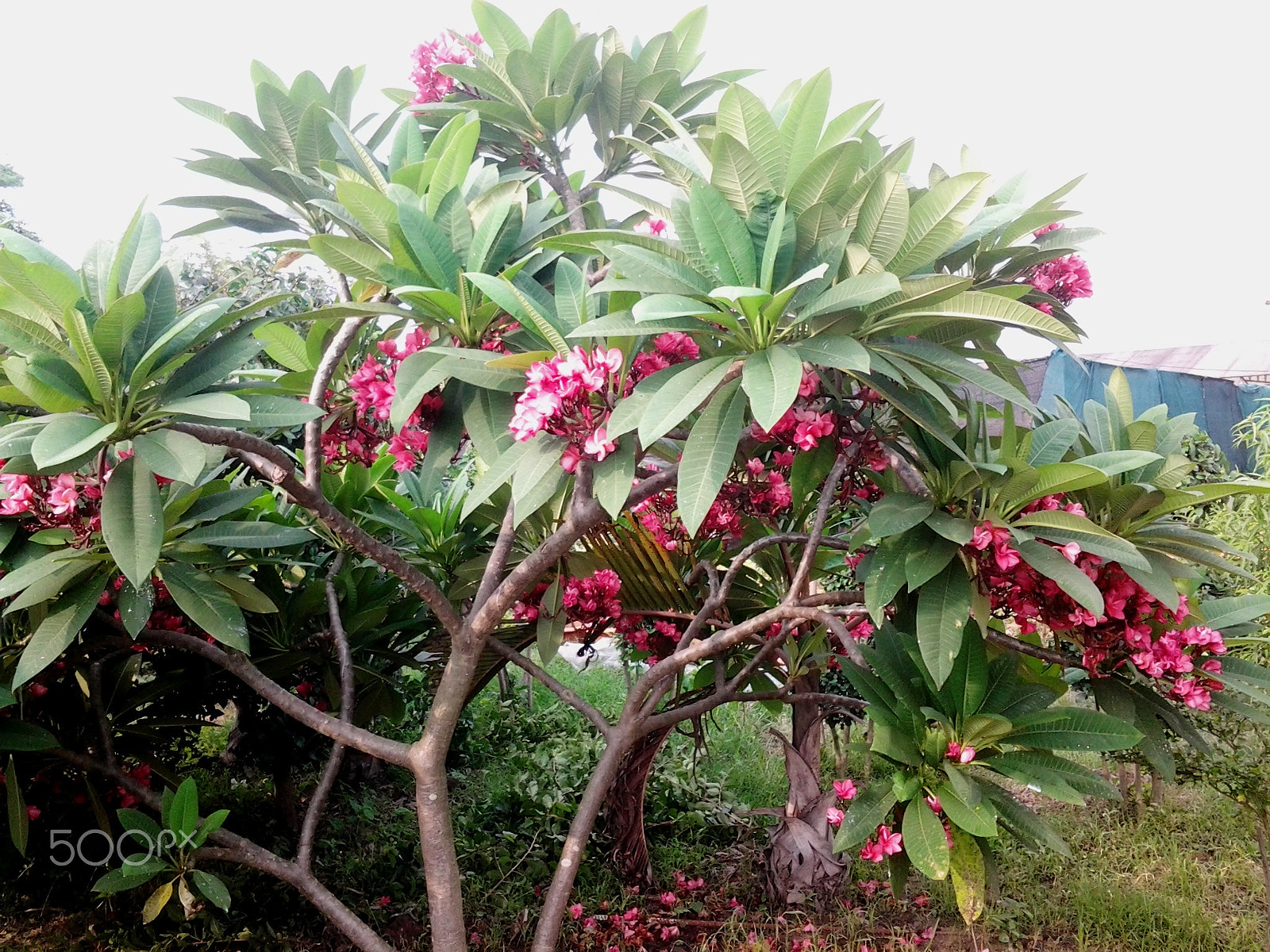 Samsung Galaxy Trend Duos sample photo. A plumeria tree with spectacular flowers. photography