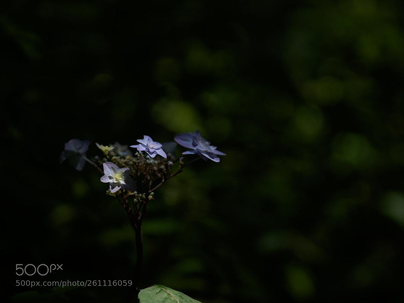 Olympus OM-D E-M5 II sample photo. Ajisai photography