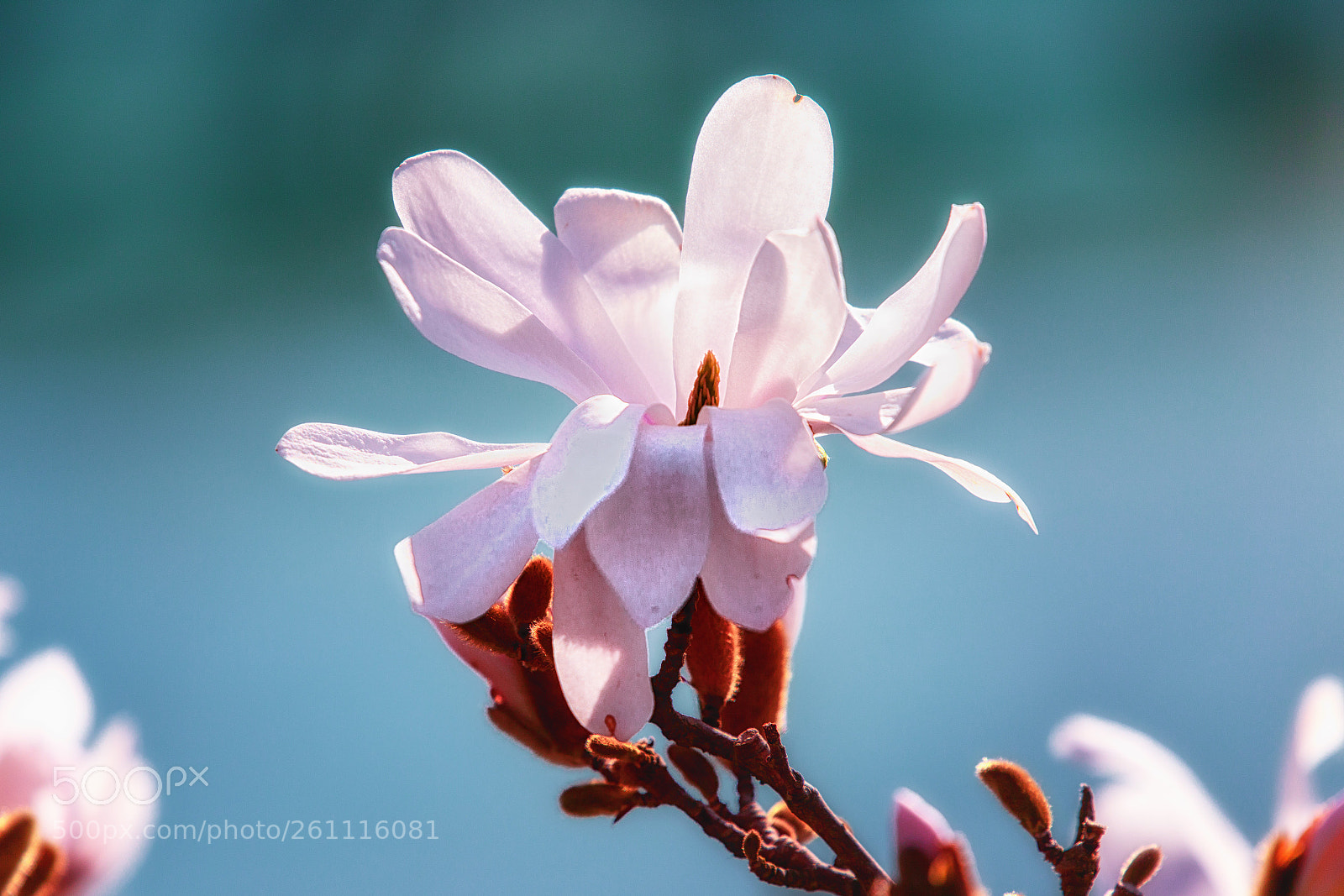 Canon EOS 6D sample photo. Magnolia ii photography