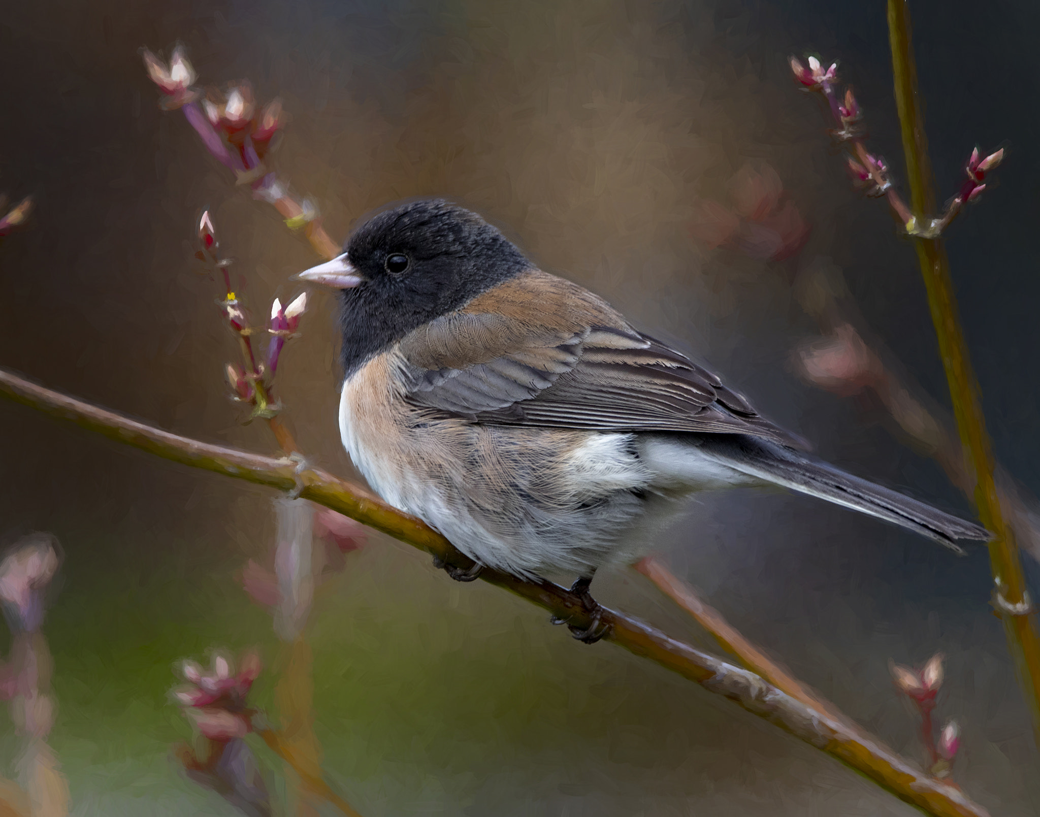 Canon EOS M5 sample photo. Dark-eyed junco photography