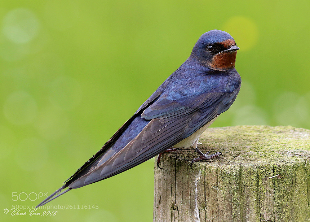 Canon EOS 7D Mark II sample photo. Barn swallow photography