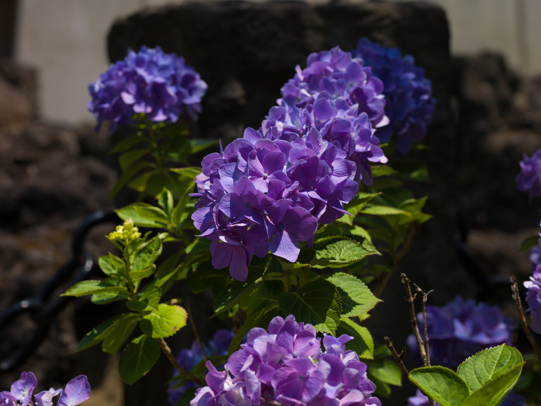 Hasselblad H3D-39 sample photo. Hydrangea - early summer photography