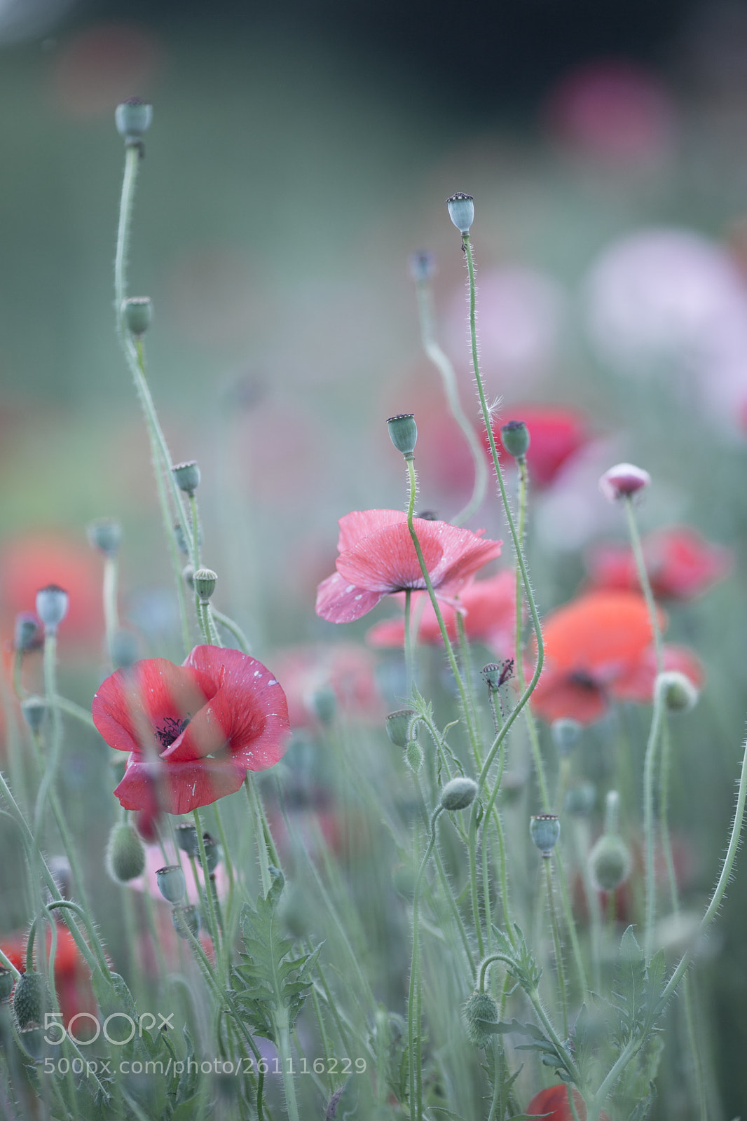 Canon EOS 6D sample photo. The natural gardens of photography