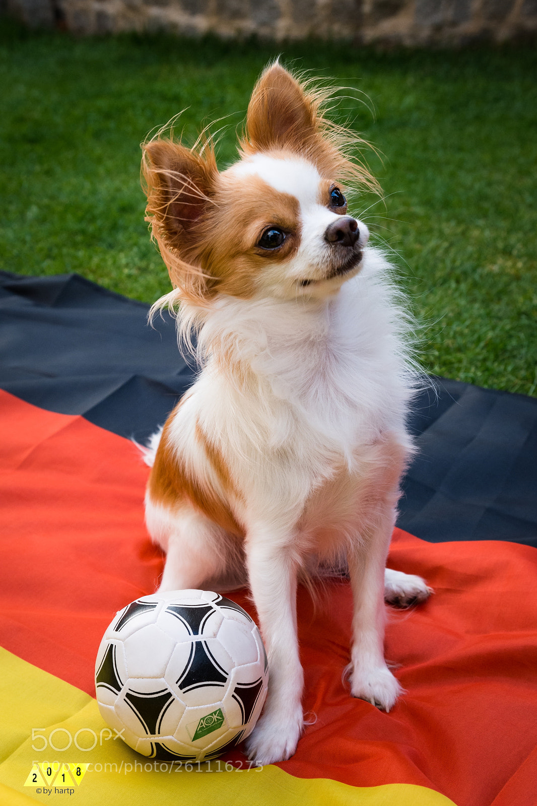 Nikon D7200 sample photo. Kleiner fan photography
