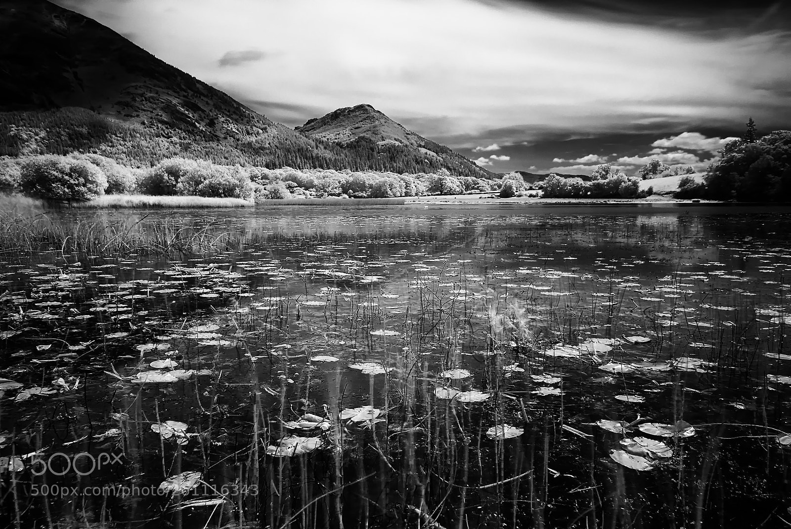 Nikon D200 sample photo. Water lillies infared 720nm photography