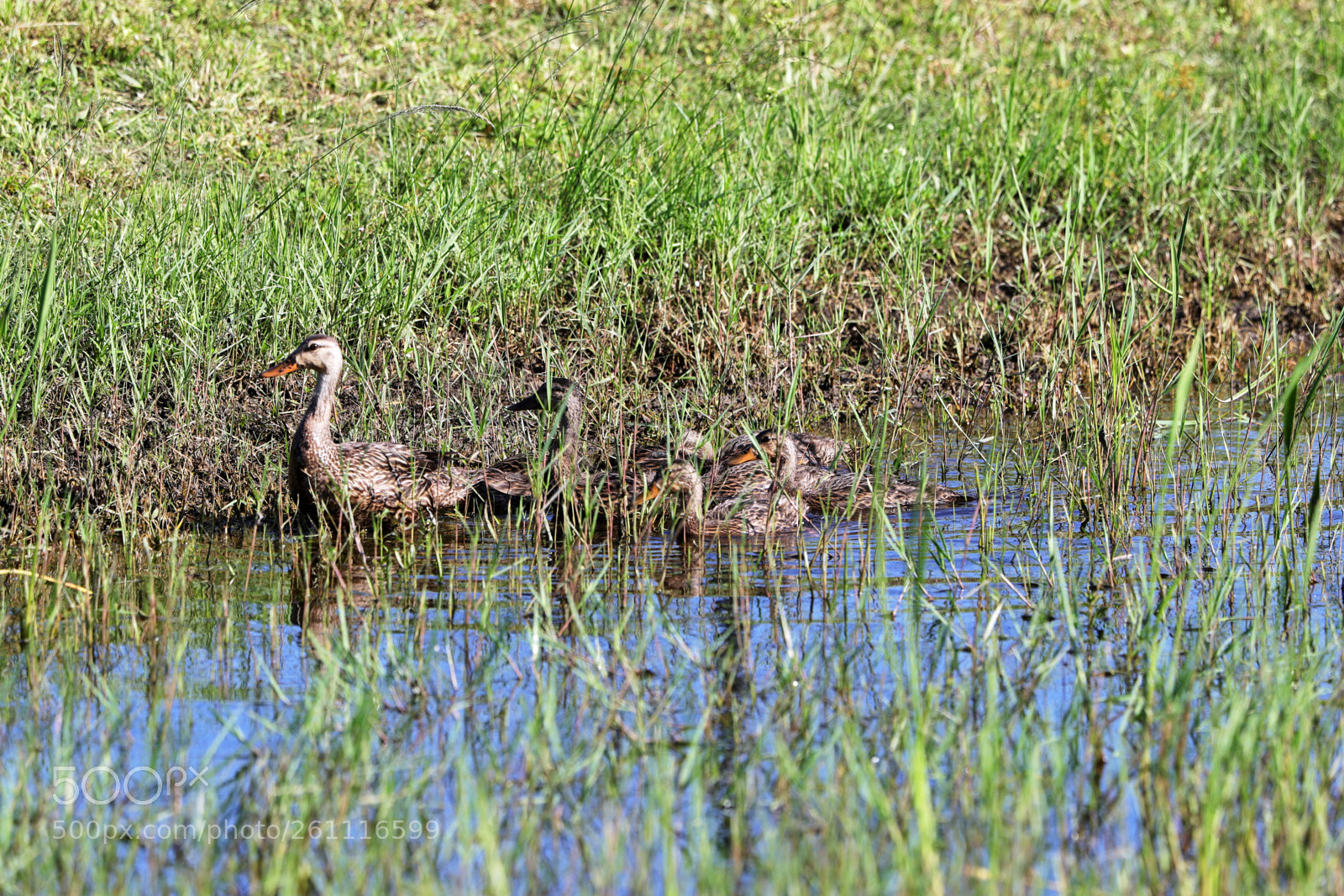 Canon EOS-1D X Mark II sample photo. 06-06-18-0021485.jpg photography