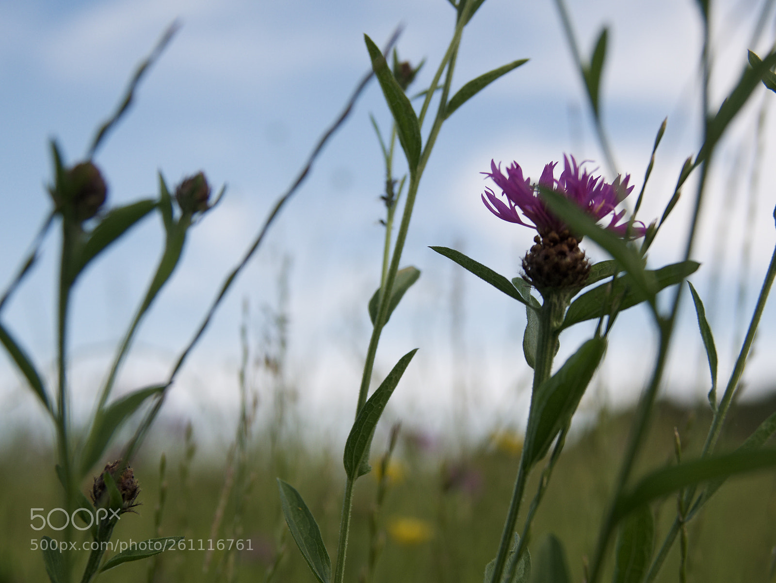 Panasonic Lumix DMC-GX85 (Lumix DMC-GX80 / Lumix DMC-GX7 Mark II) sample photo. Fullsizeoutput photography