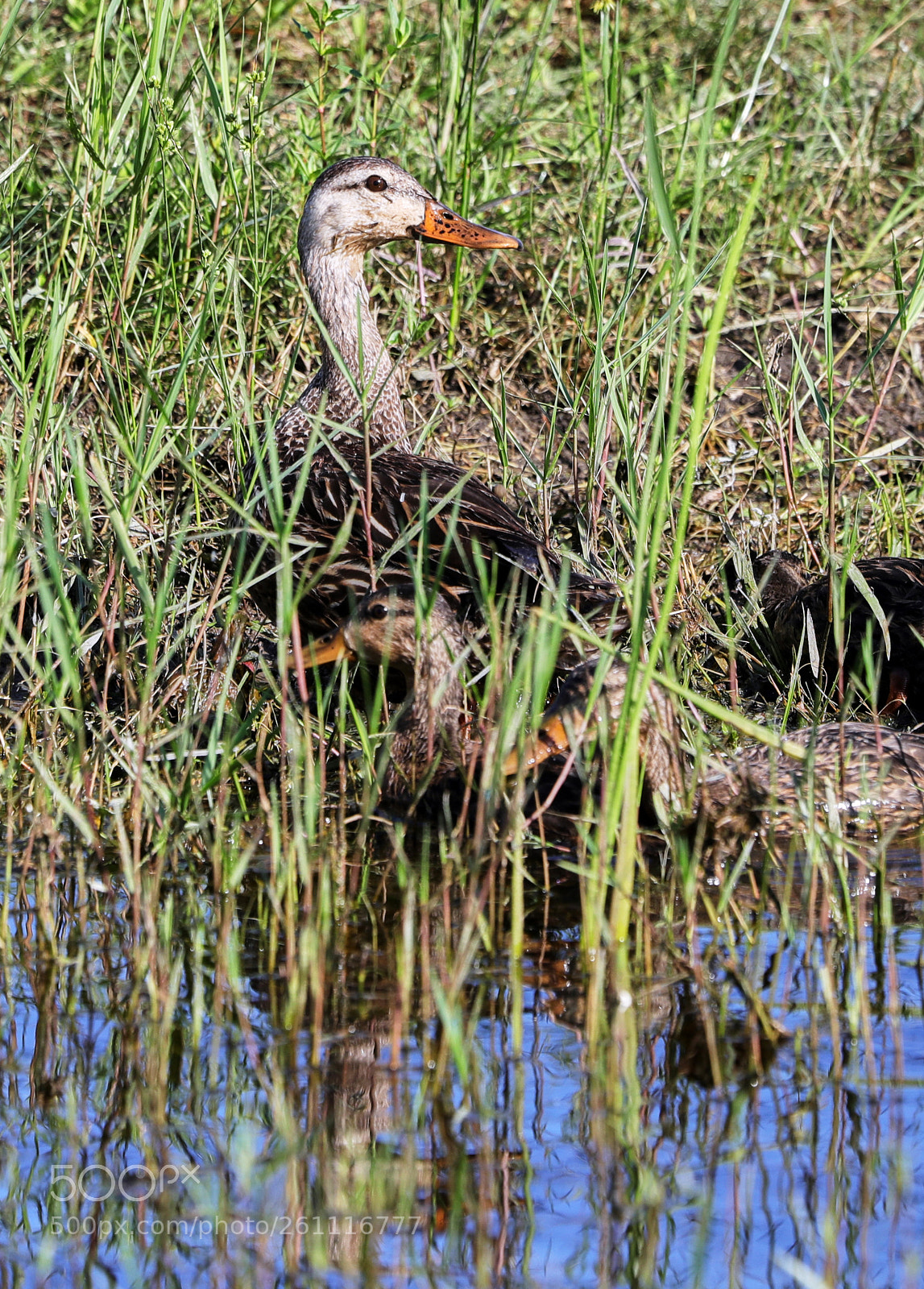 Canon EOS-1D X Mark II sample photo. 06-06-18-0021474.jpg photography