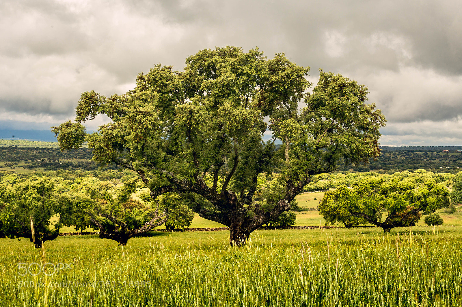 Canon EOS 6D sample photo. Encina photography