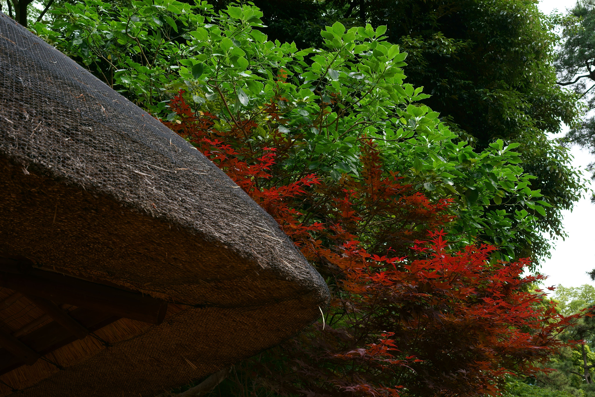 Sony a9 sample photo. Thatched roof photography