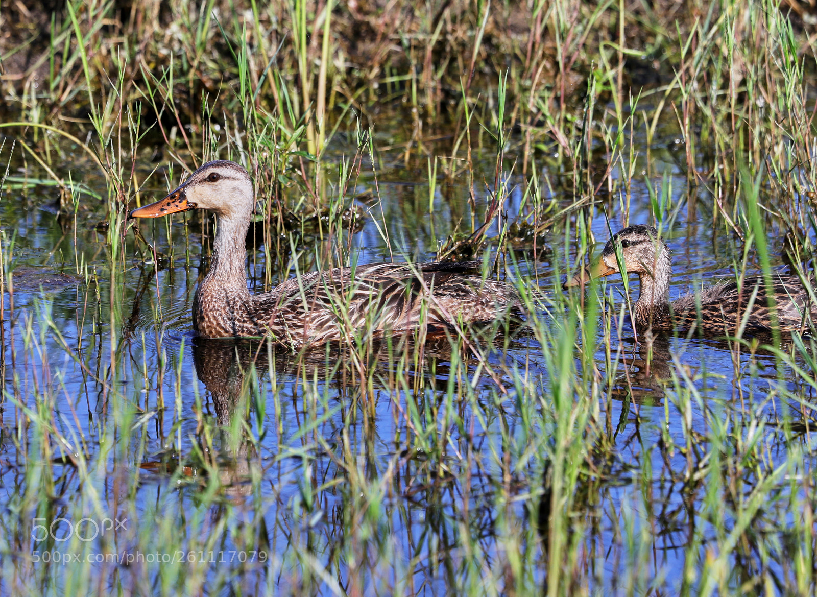 Canon EOS-1D X Mark II sample photo. 06-06-18-0021463.jpg photography