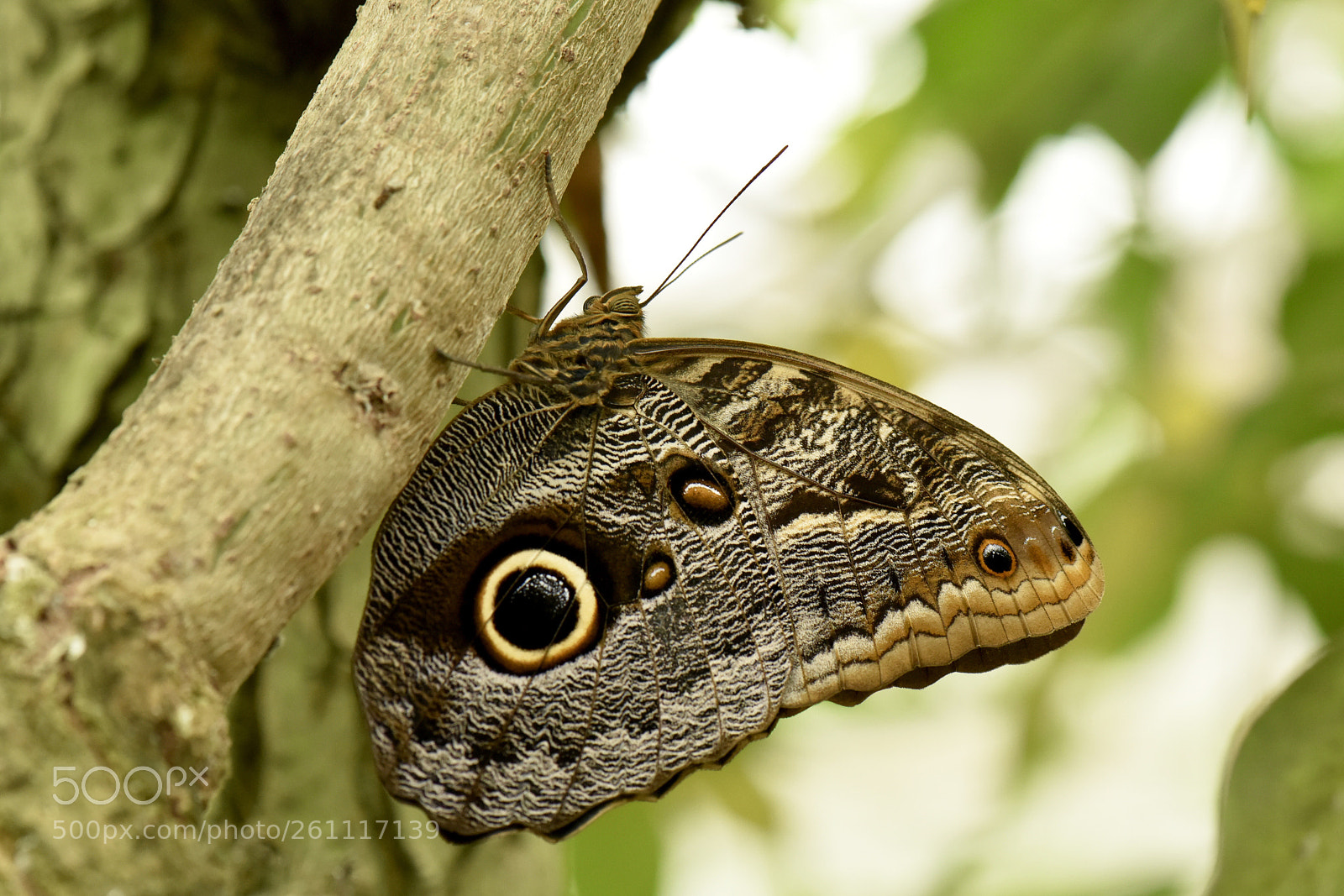 Nikon D810 sample photo. Morpho photography