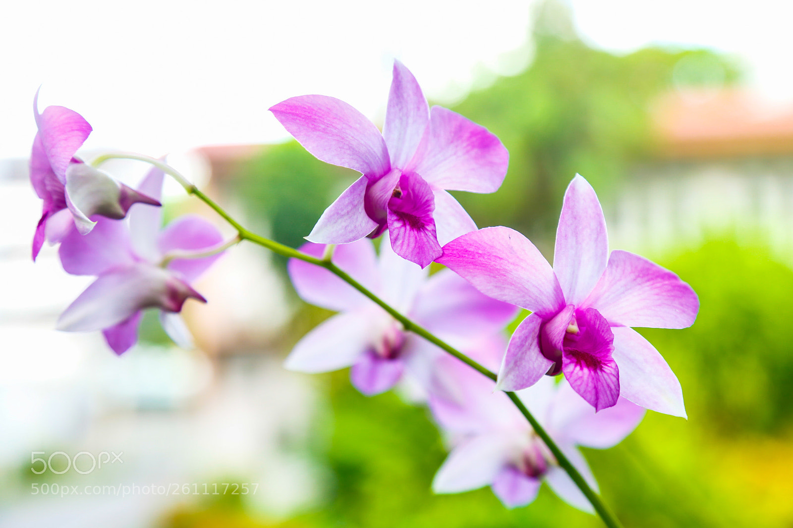 Canon EOS 6D sample photo. Flowers 5 photography