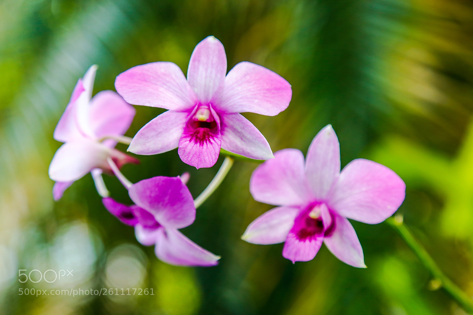 Canon EOS 6D sample photo. Flowers 4 photography