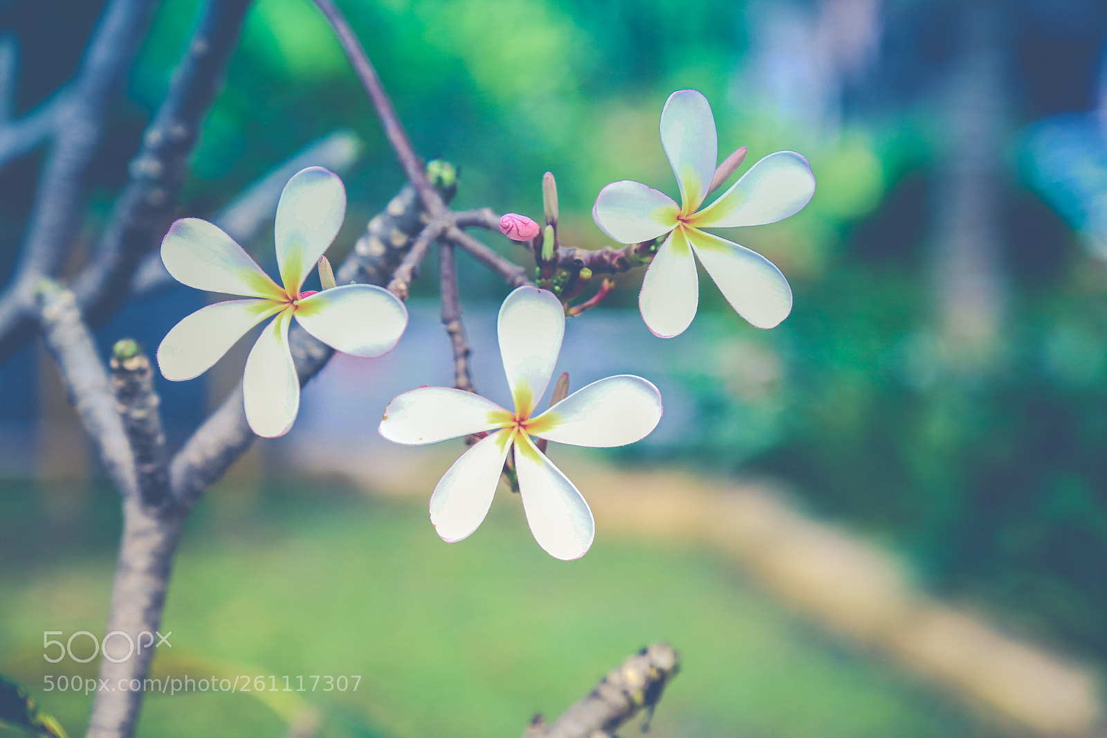 Canon EOS 6D sample photo. Flowers 8 photography