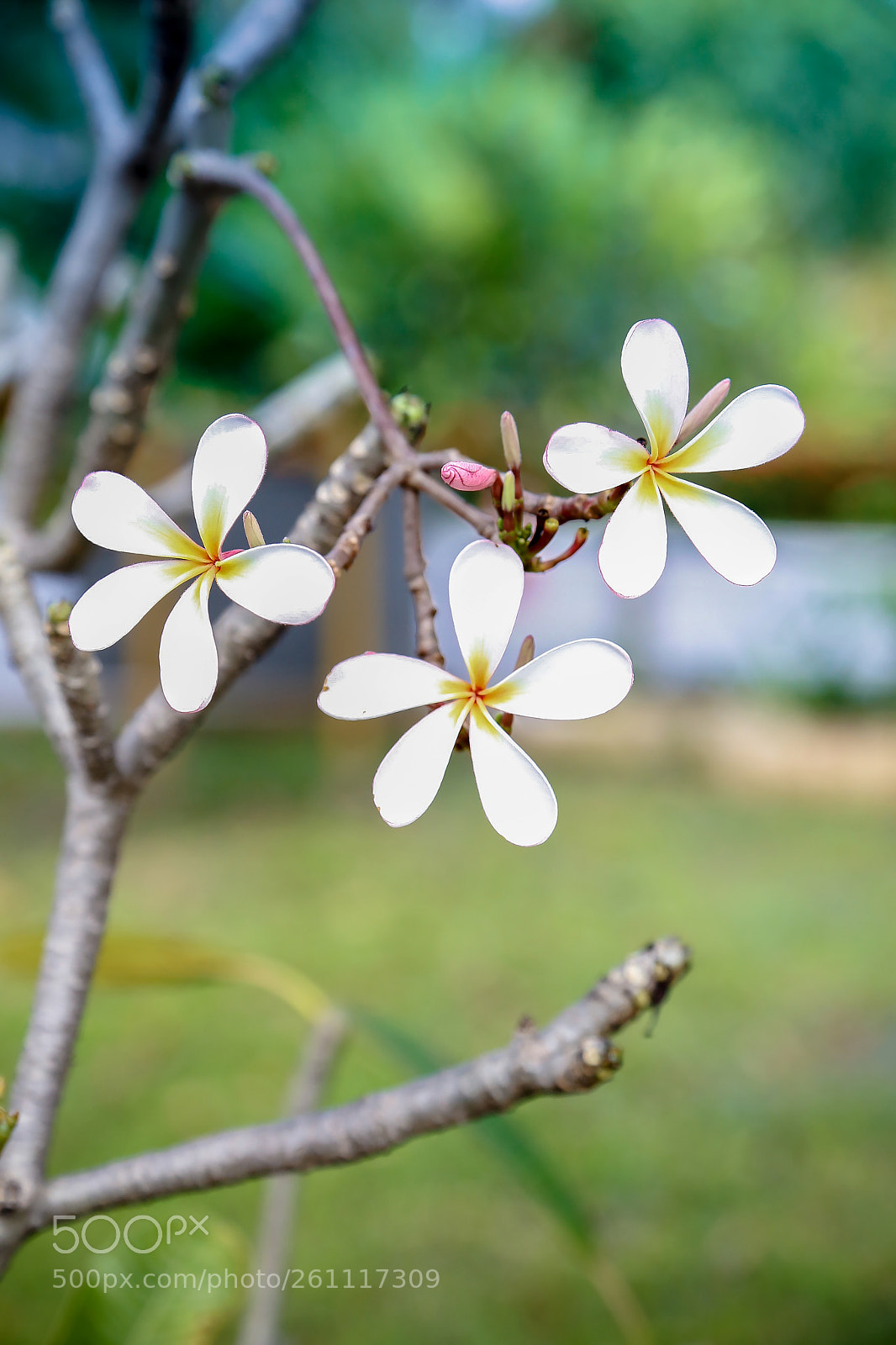 Canon EOS 6D sample photo. Flowers 9 photography