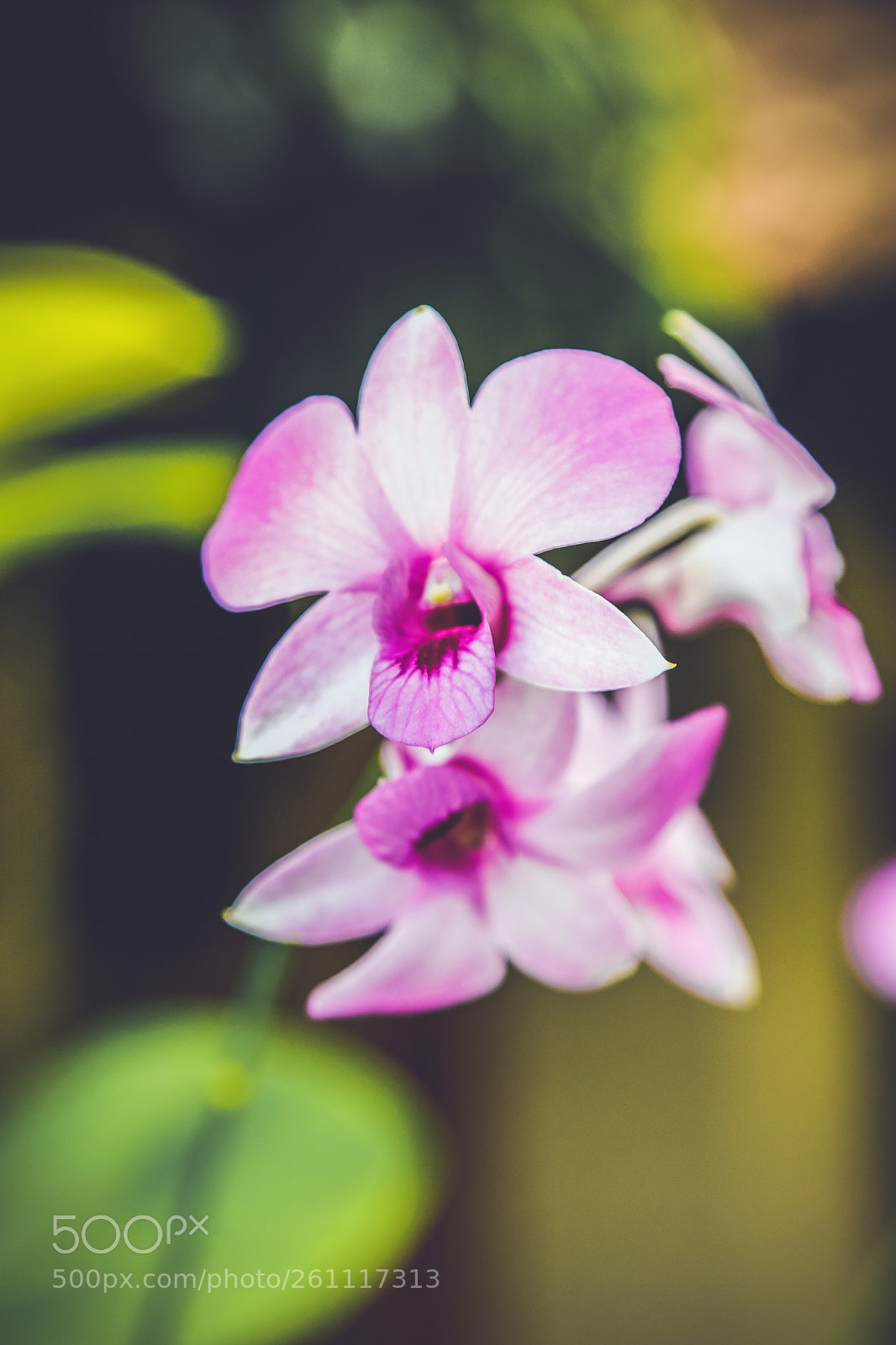 Canon EOS 6D sample photo. Flowers 7 photography