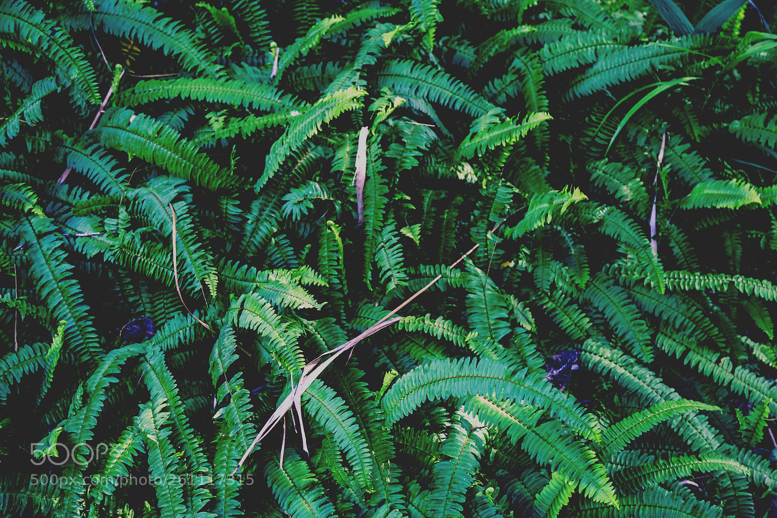 Canon EOS 6D sample photo. Fern photography