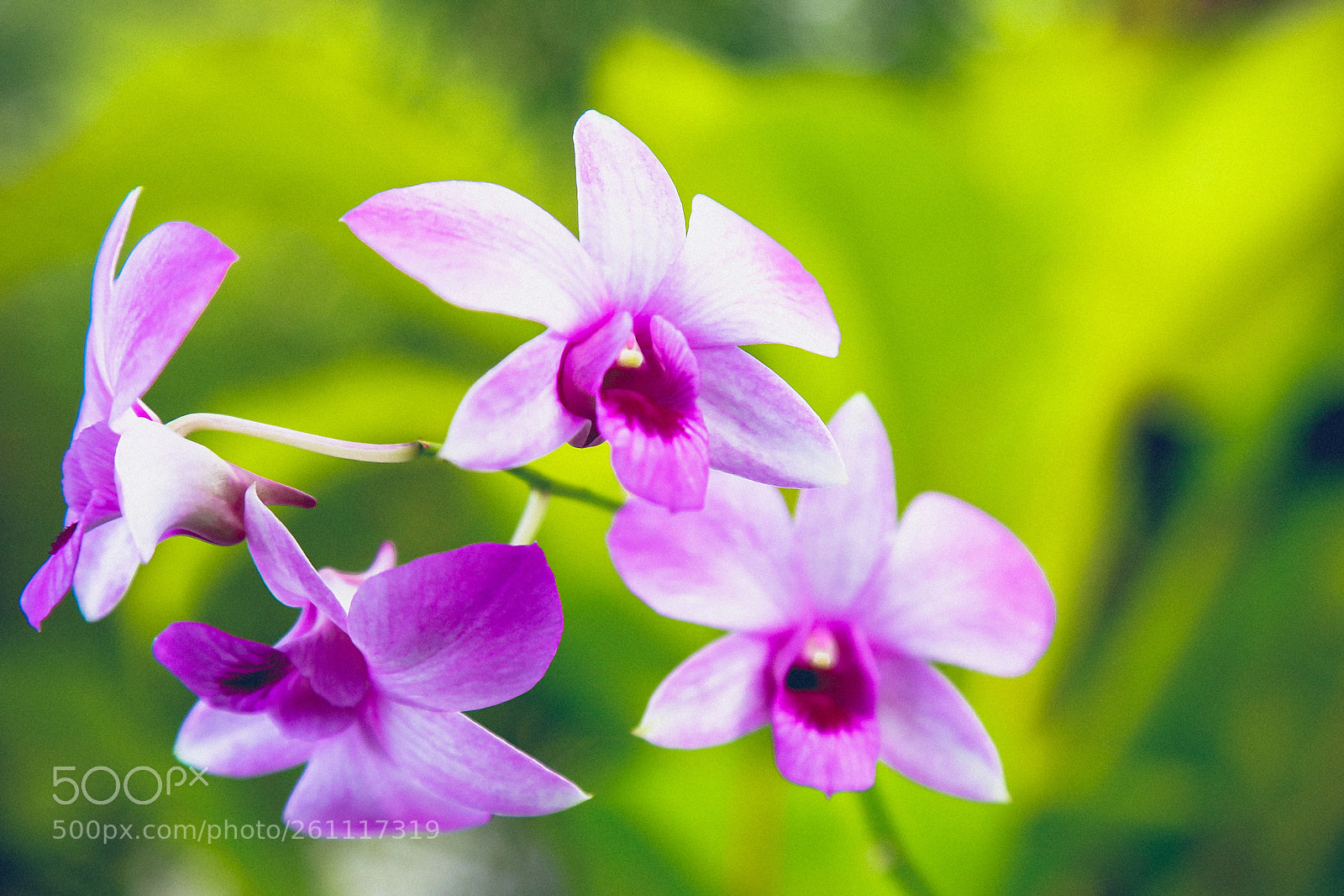 Canon EOS 6D sample photo. Flowers 6 photography