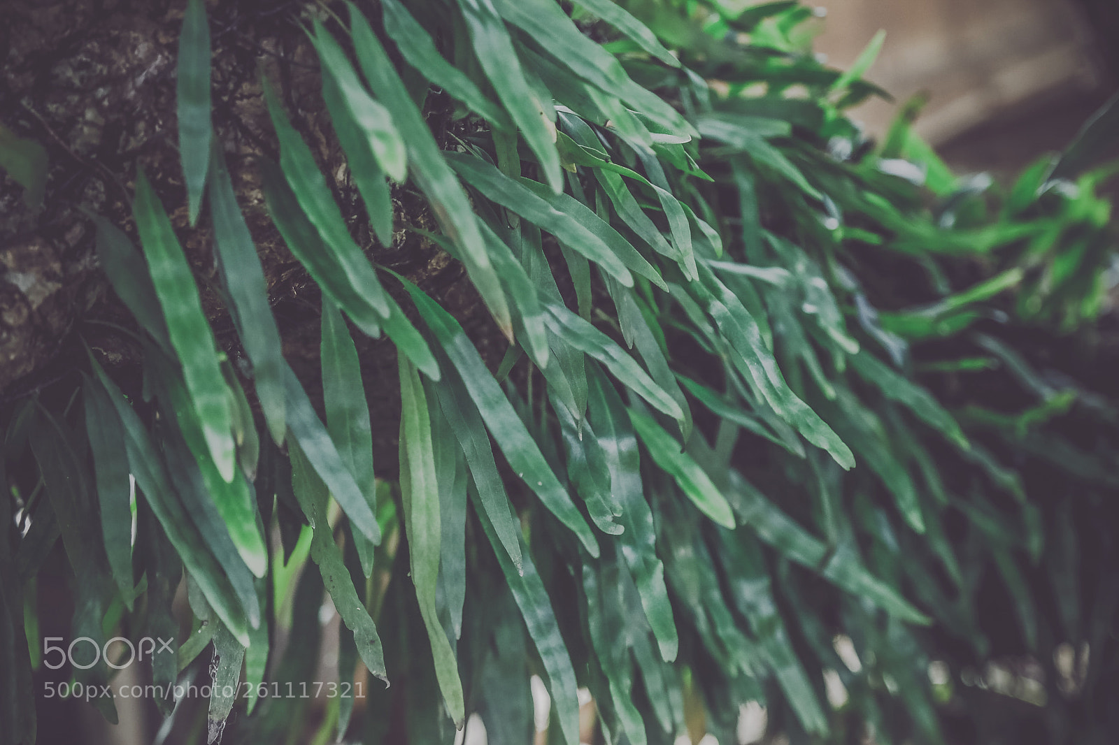 Canon EOS 6D sample photo. Fern 1 photography
