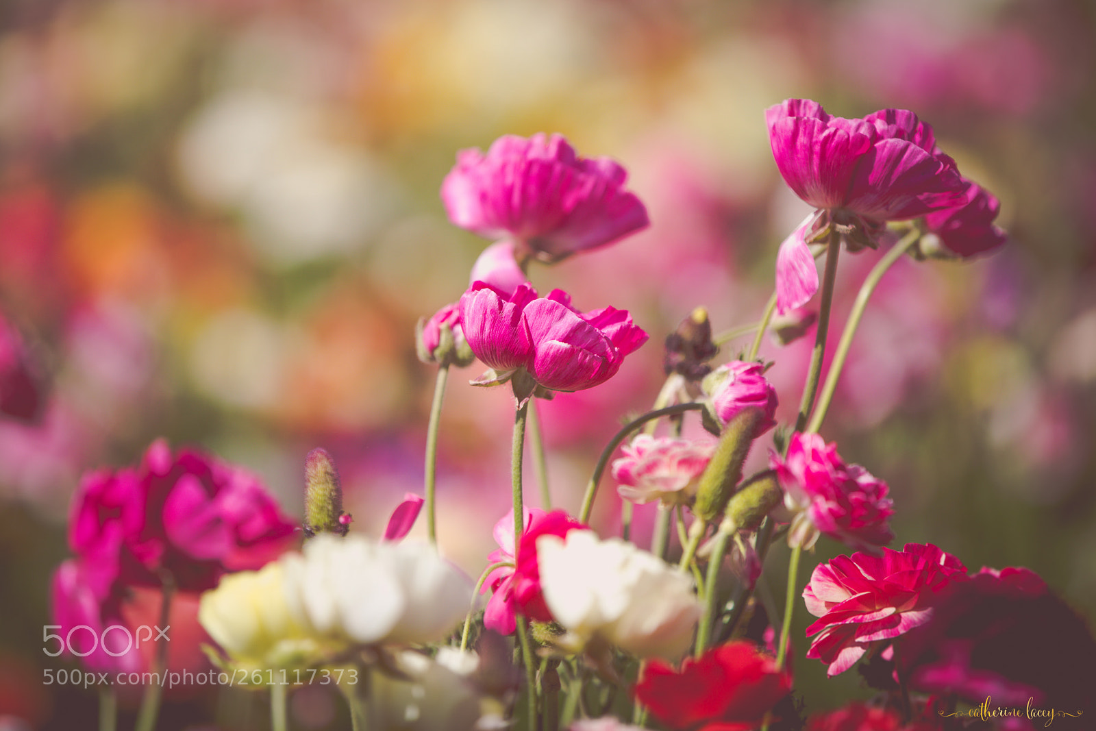 Canon EOS 5D Mark IV sample photo. Pretty in pink photography