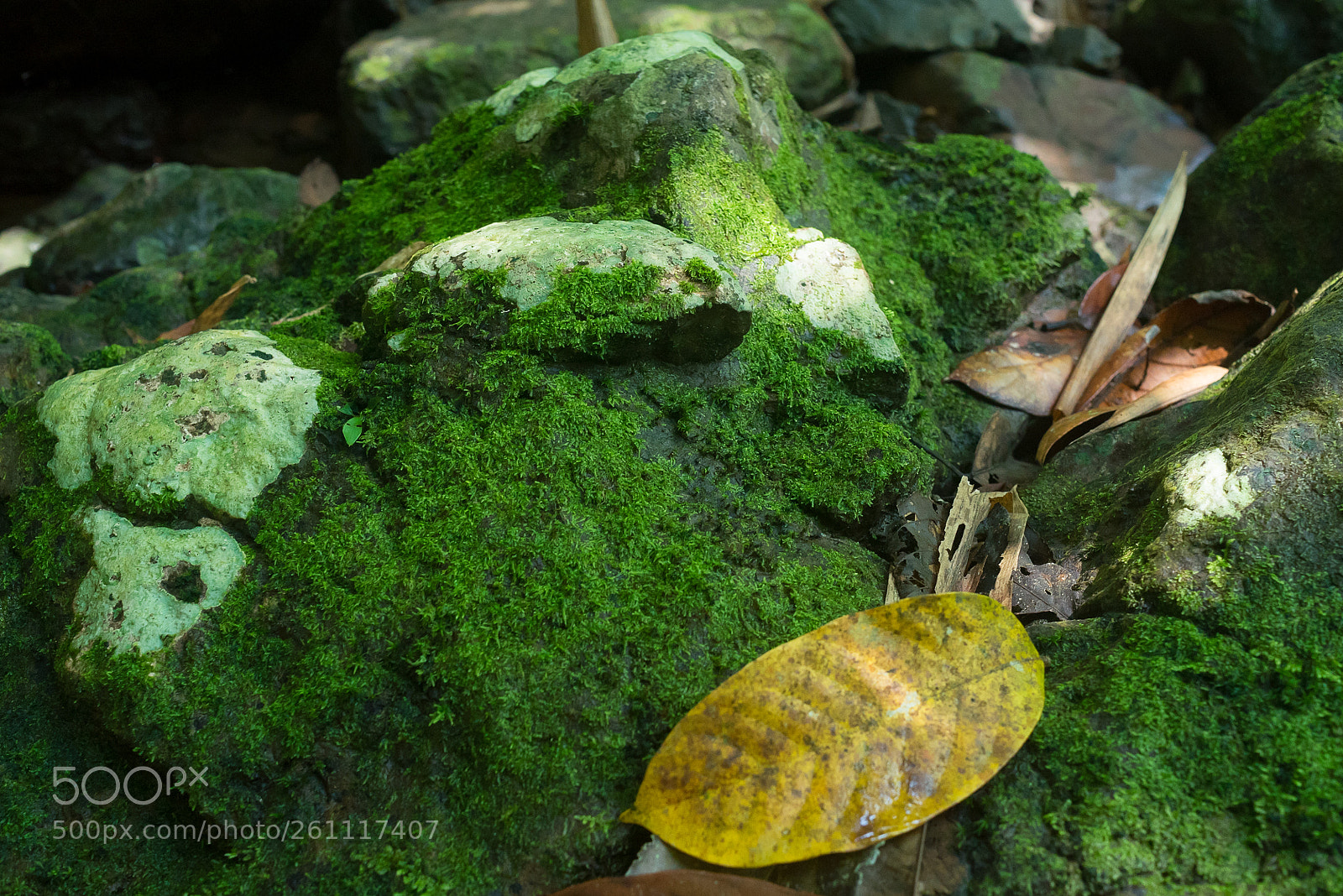 Nikon D750 sample photo. Rock moss photography