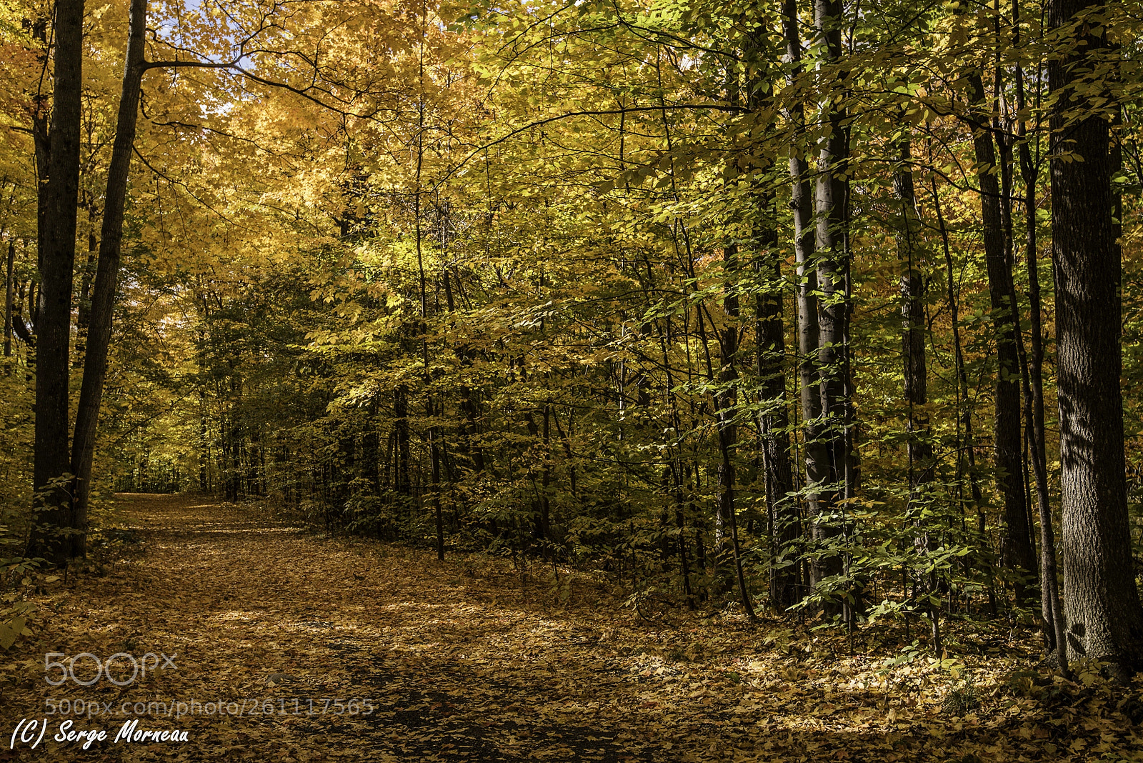 Nikon D750 sample photo. Fall colours photography