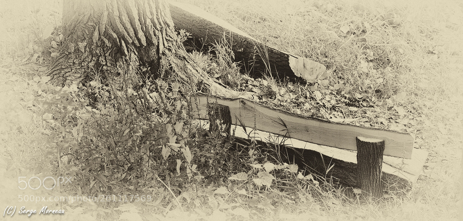Nikon D750 sample photo. Lumberjack's bench photography