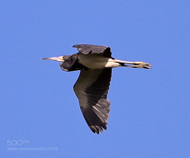 Canon EOS-1D X Mark II sample photo. 06-06-18-0021449.jpg photography
