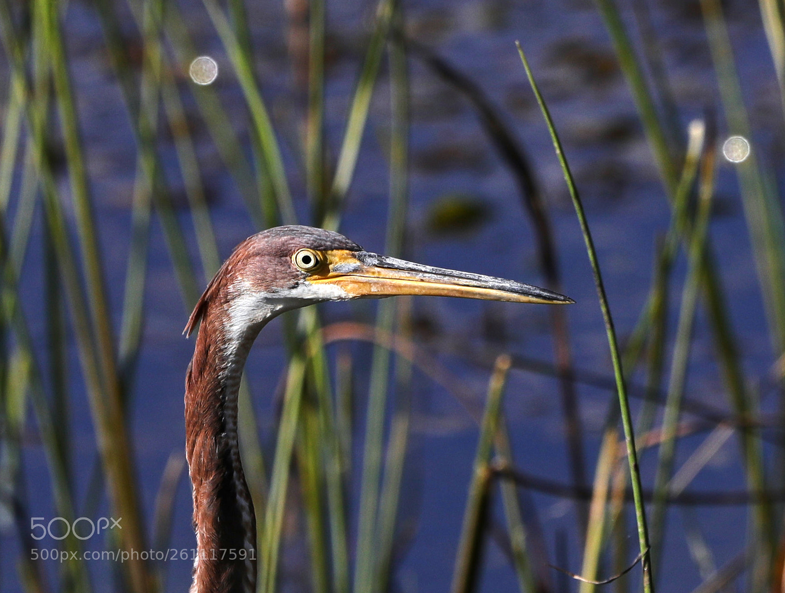 Canon EOS-1D X Mark II sample photo. 06-06-18-0021444.jpg photography