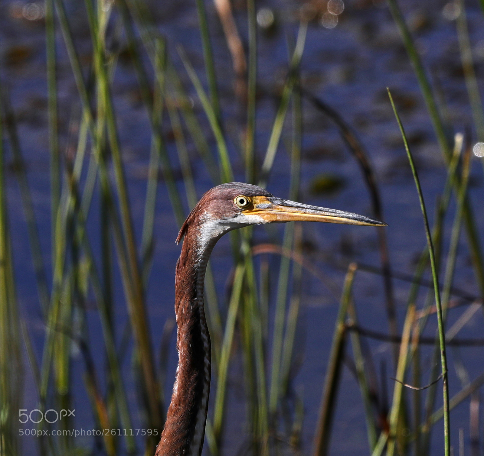 Canon EOS-1D X Mark II sample photo. 06-06-18-0021443.jpg photography