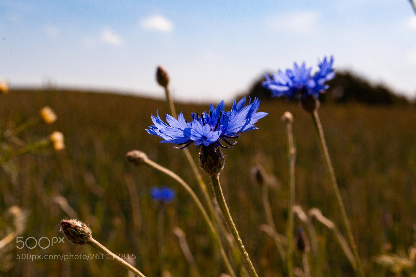 Nikon D3100 sample photo. Flowers photography