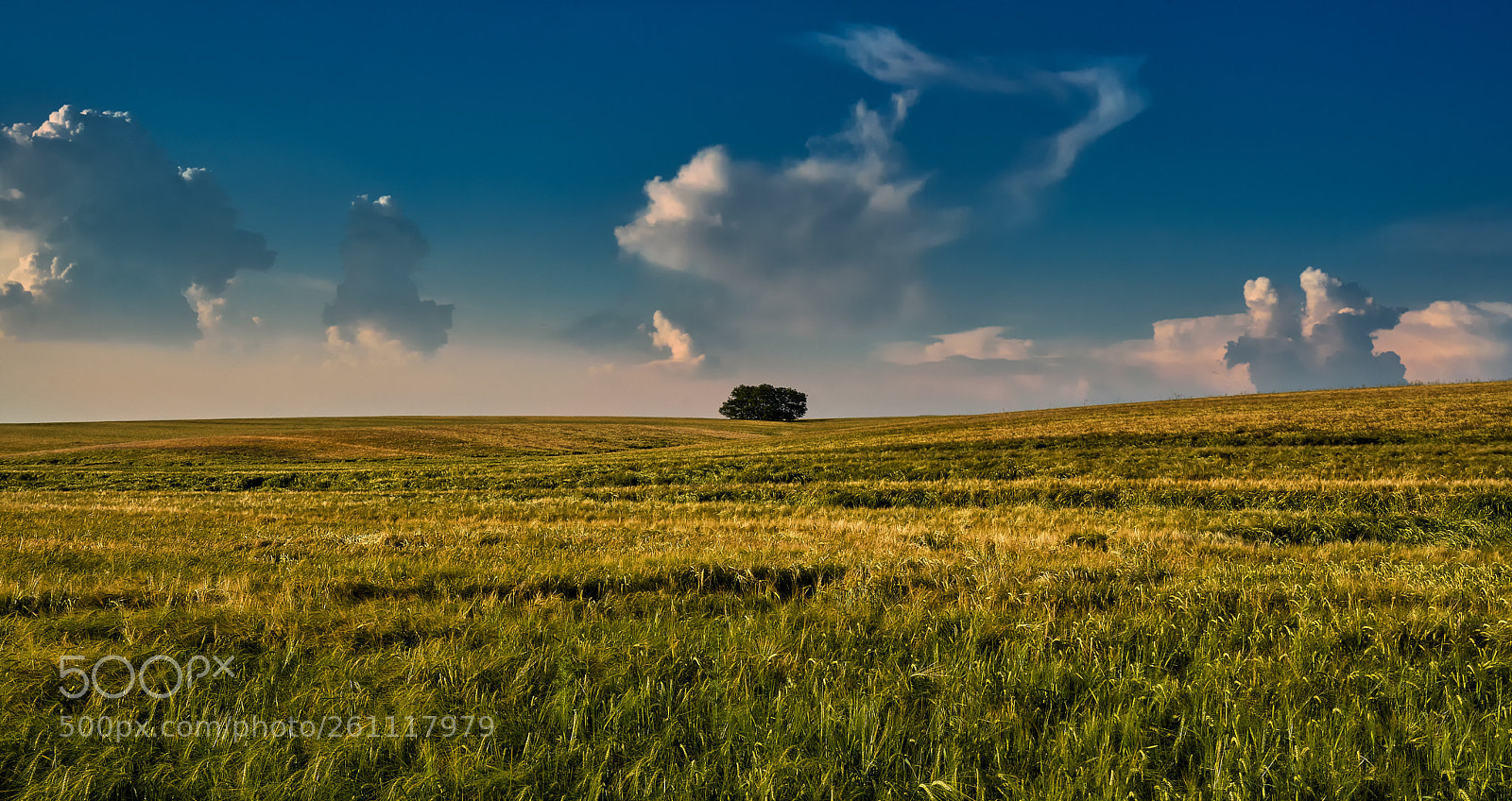Nikon D7200 sample photo. Lonely tree photography