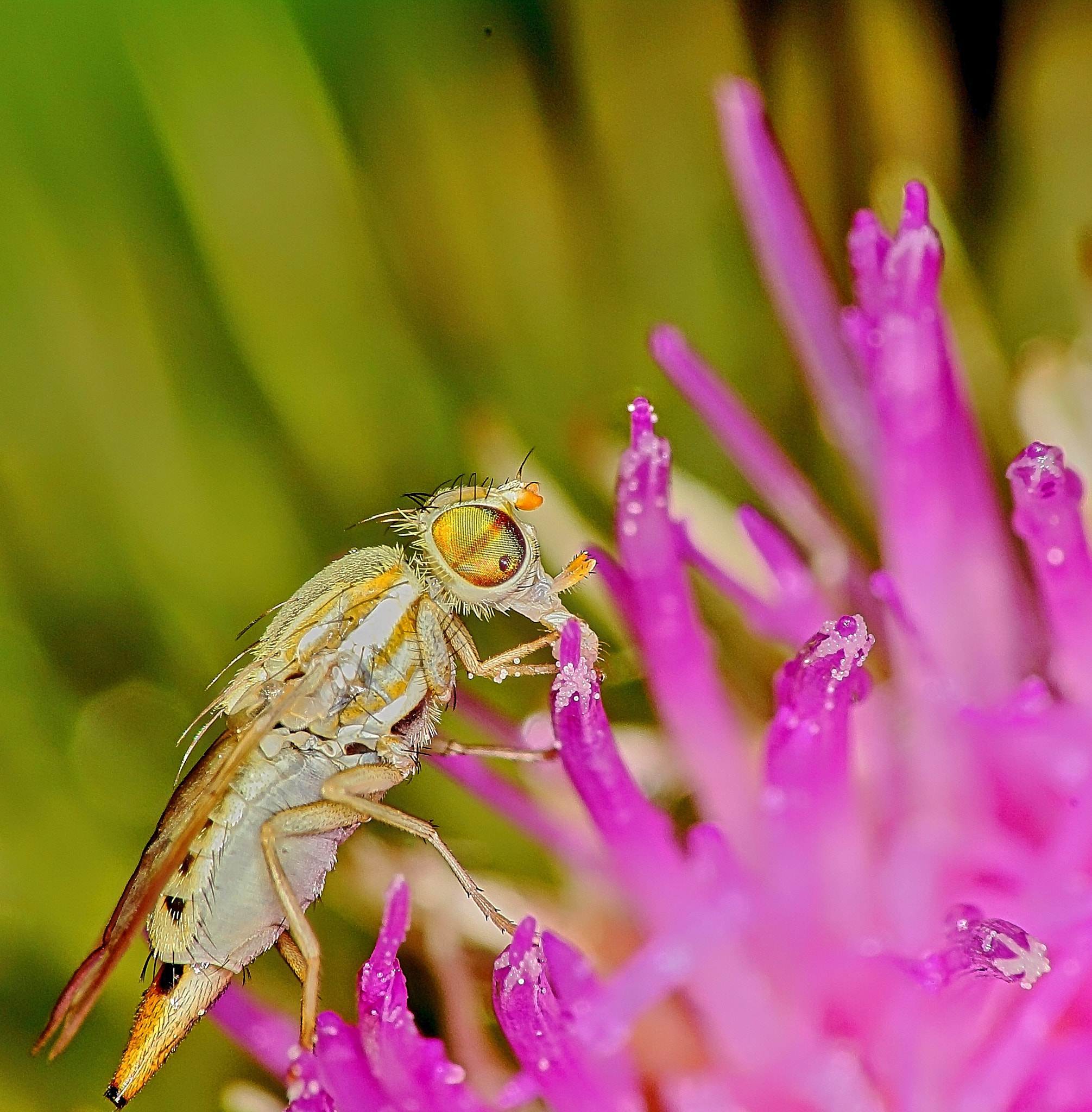 Canon EF 70-300mm F4-5.6 IS USM sample photo. Nice eyes photography