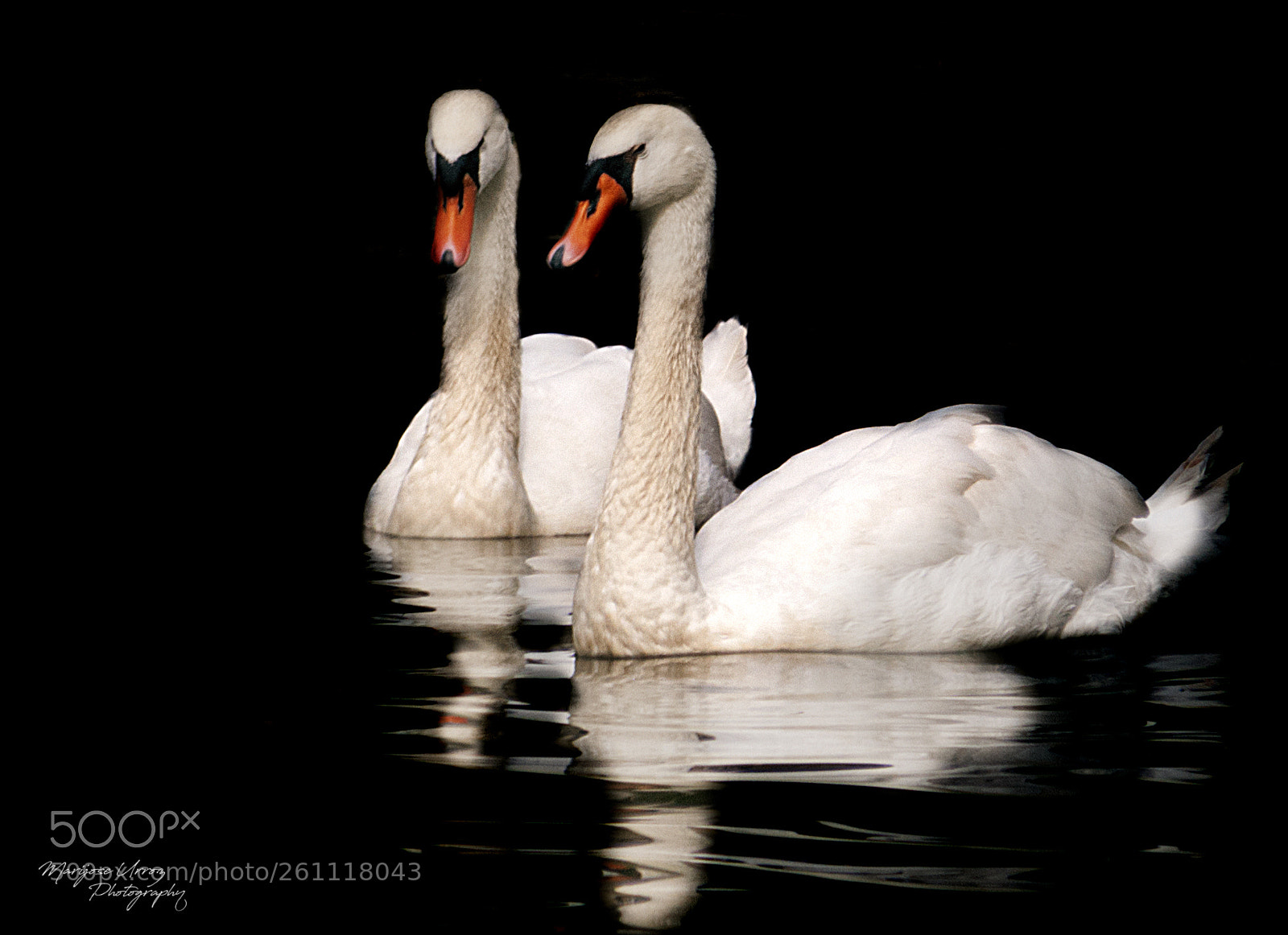 Nikon D300 sample photo. Swans photography