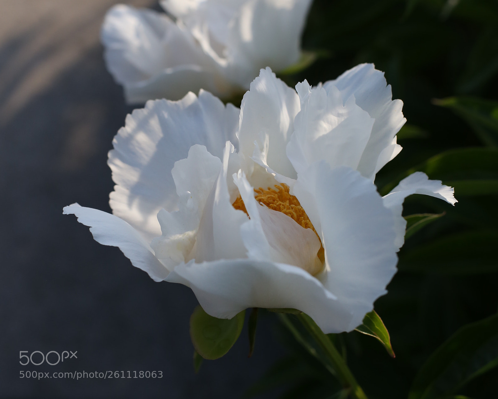 Canon EOS 6D sample photo. Flowers photography