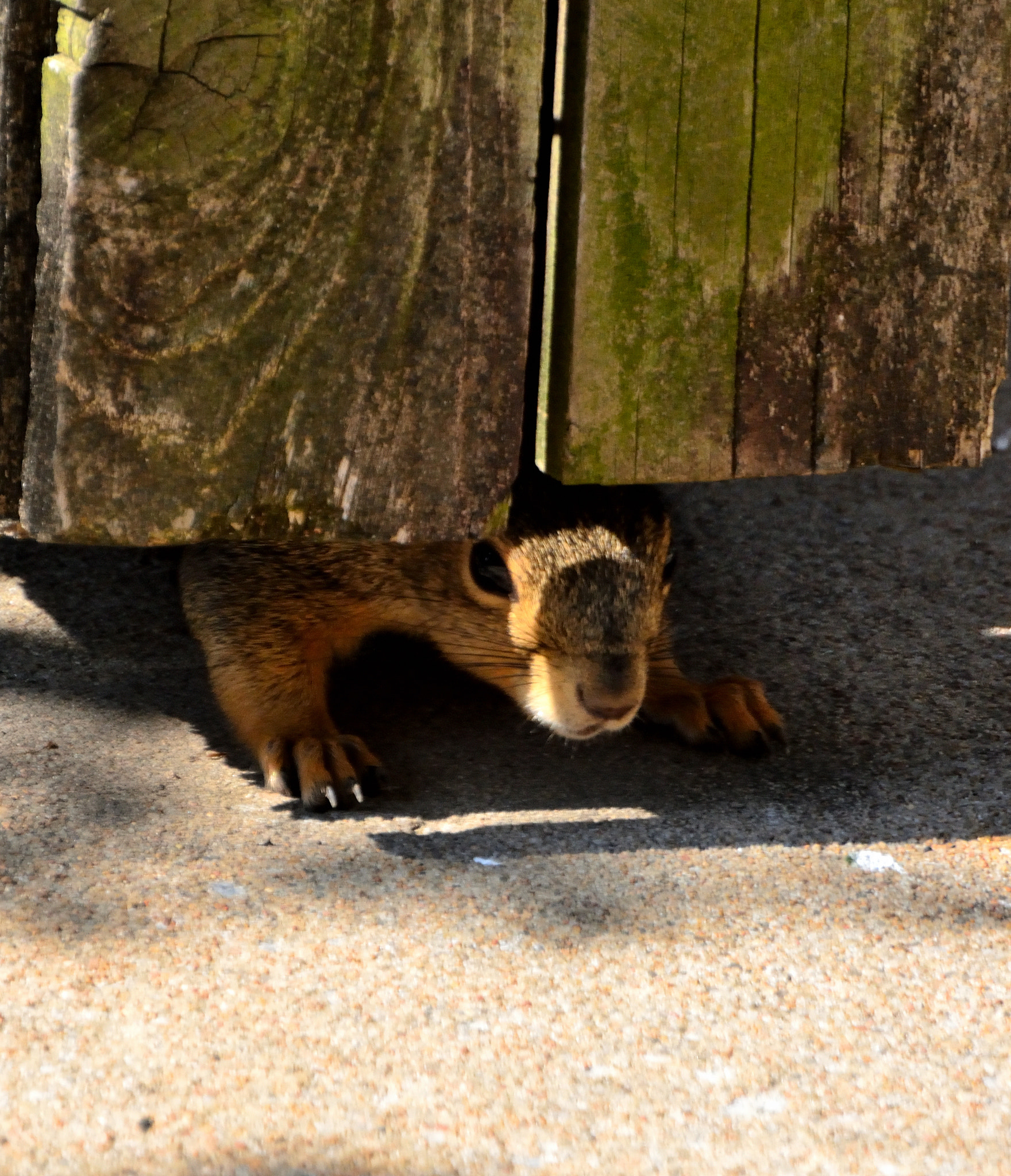 Nikon D5200 sample photo. Trapped fox photography