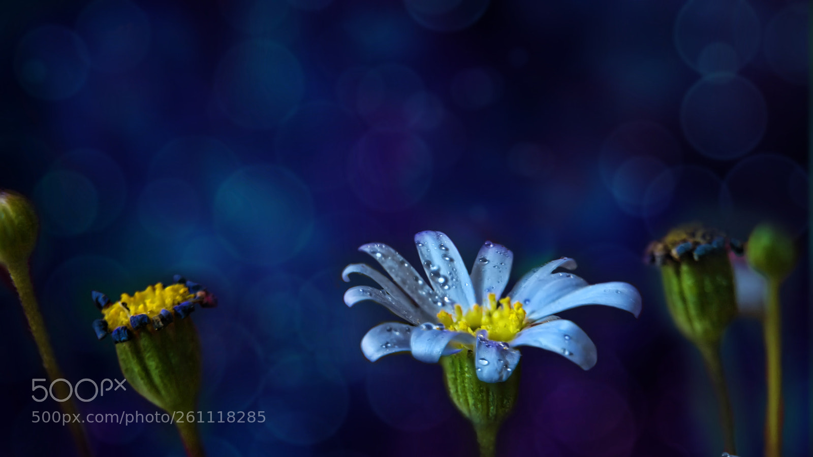 Samsung NX300 sample photo. Blue daisy photography