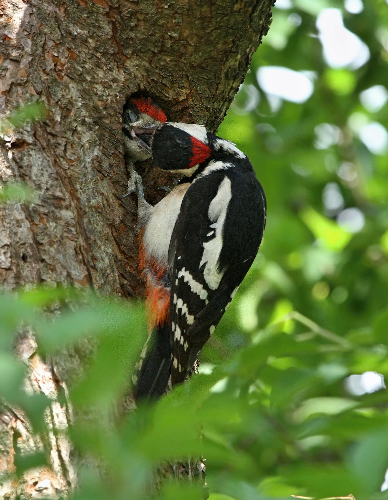 Canon EF 70-200mm F4L IS USM sample photo. Specht mit jungtier photography