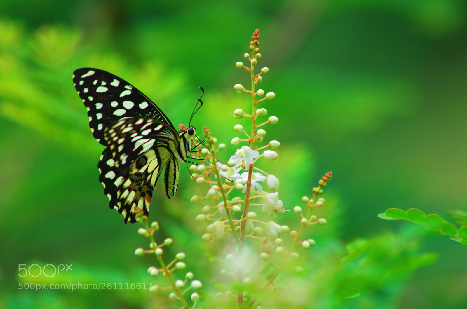 Pentax K-500 sample photo. Lime butterfly ! photography