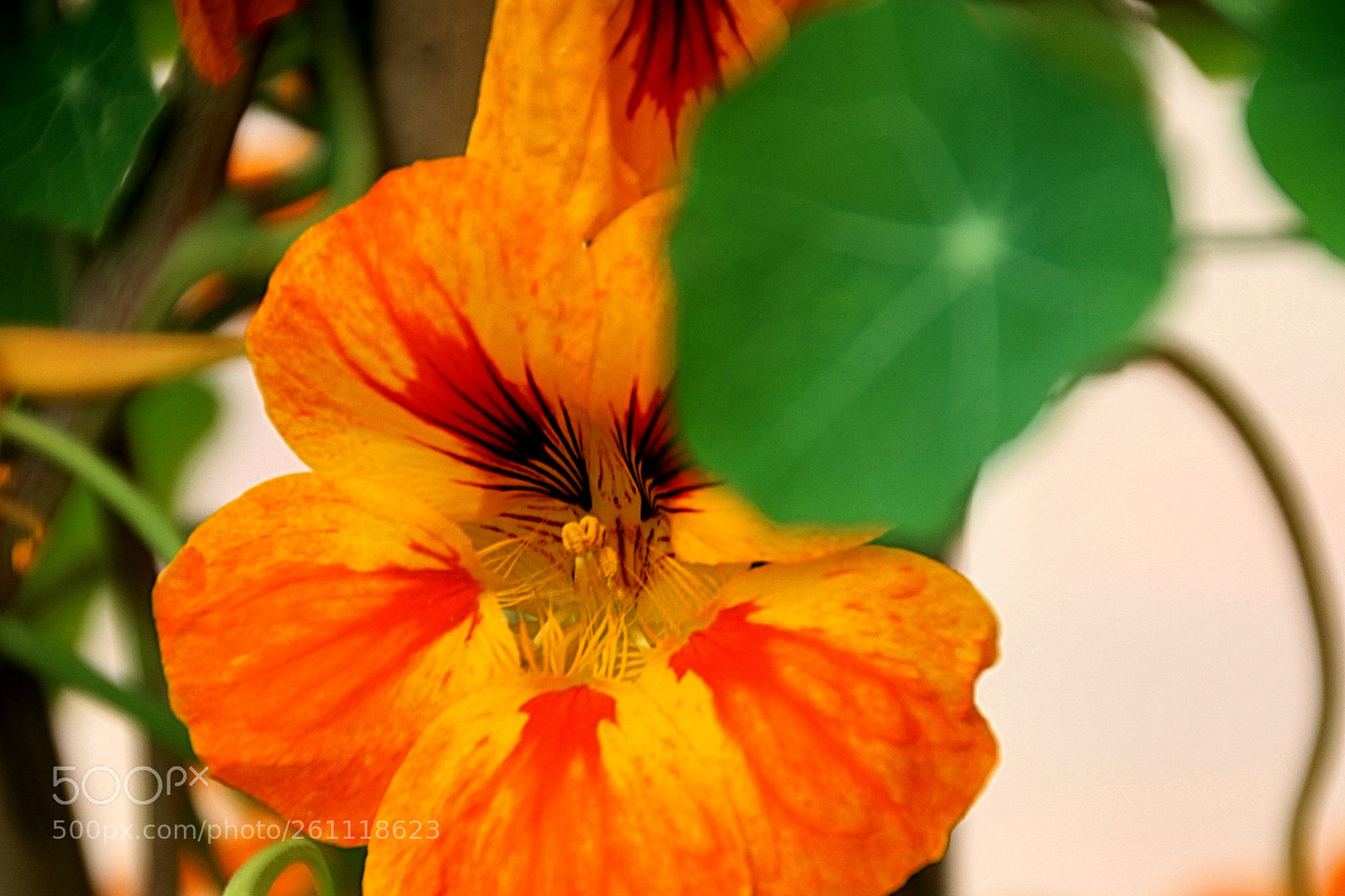 Canon EOS 600D (Rebel EOS T3i / EOS Kiss X5) sample photo. Flor amarilla photography