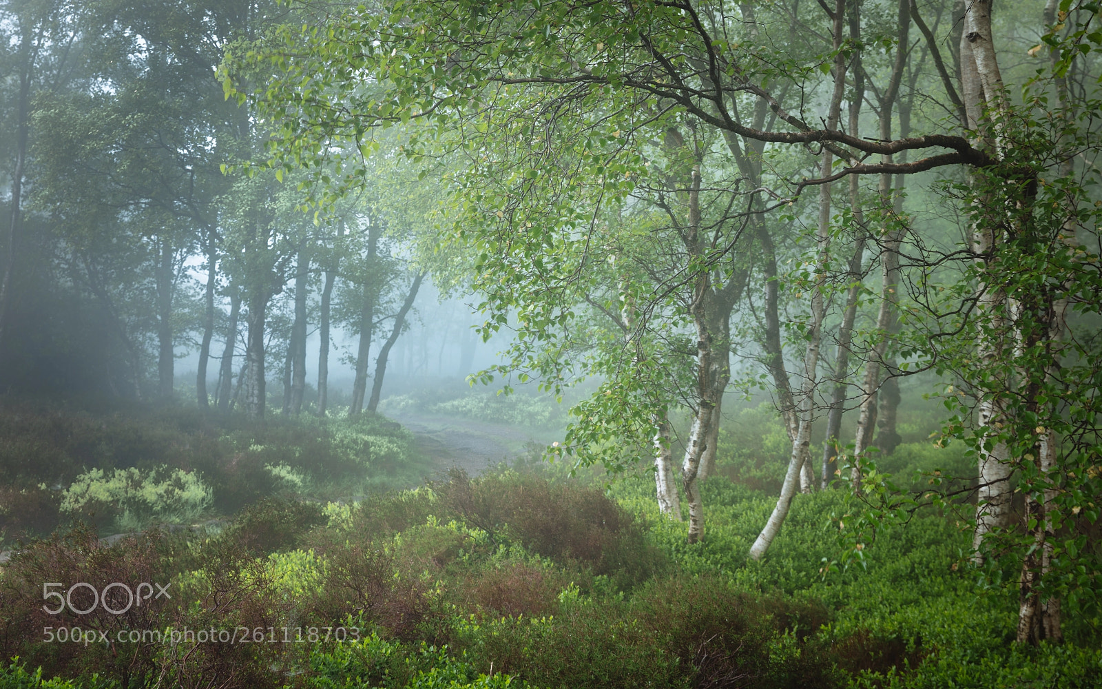 Canon EOS 5DS R sample photo. Spring mist ii photography