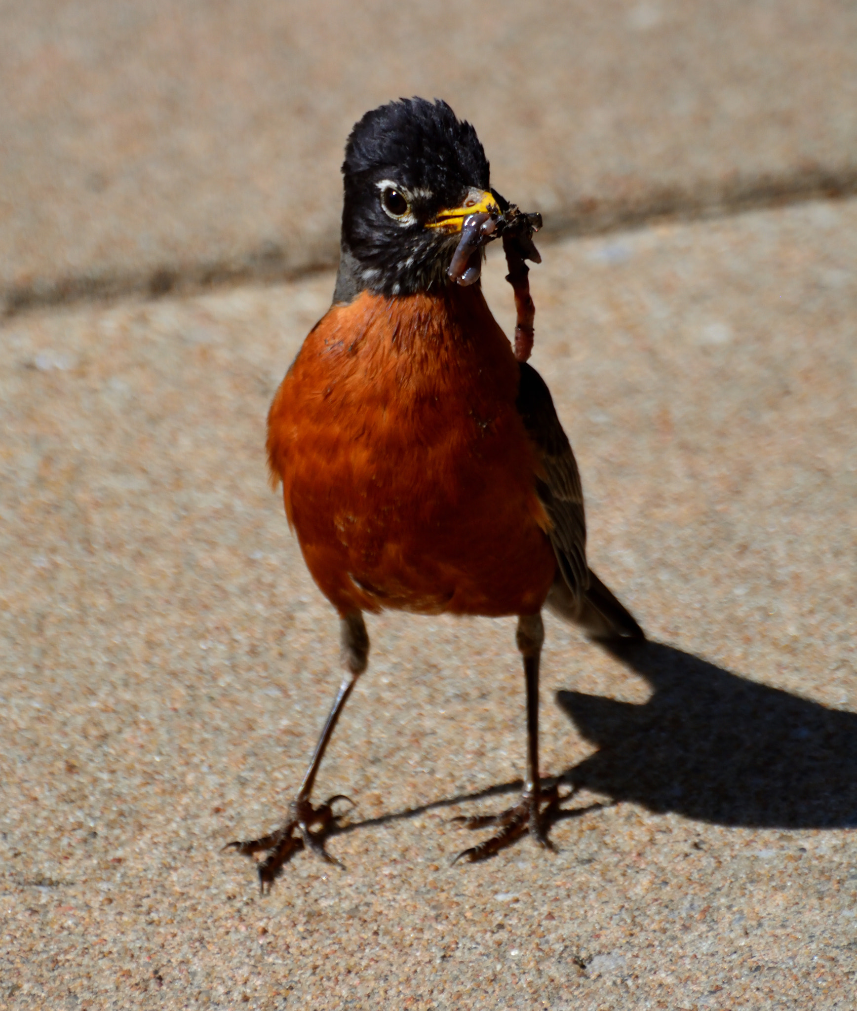 Nikon D5200 sample photo. Protector father photography