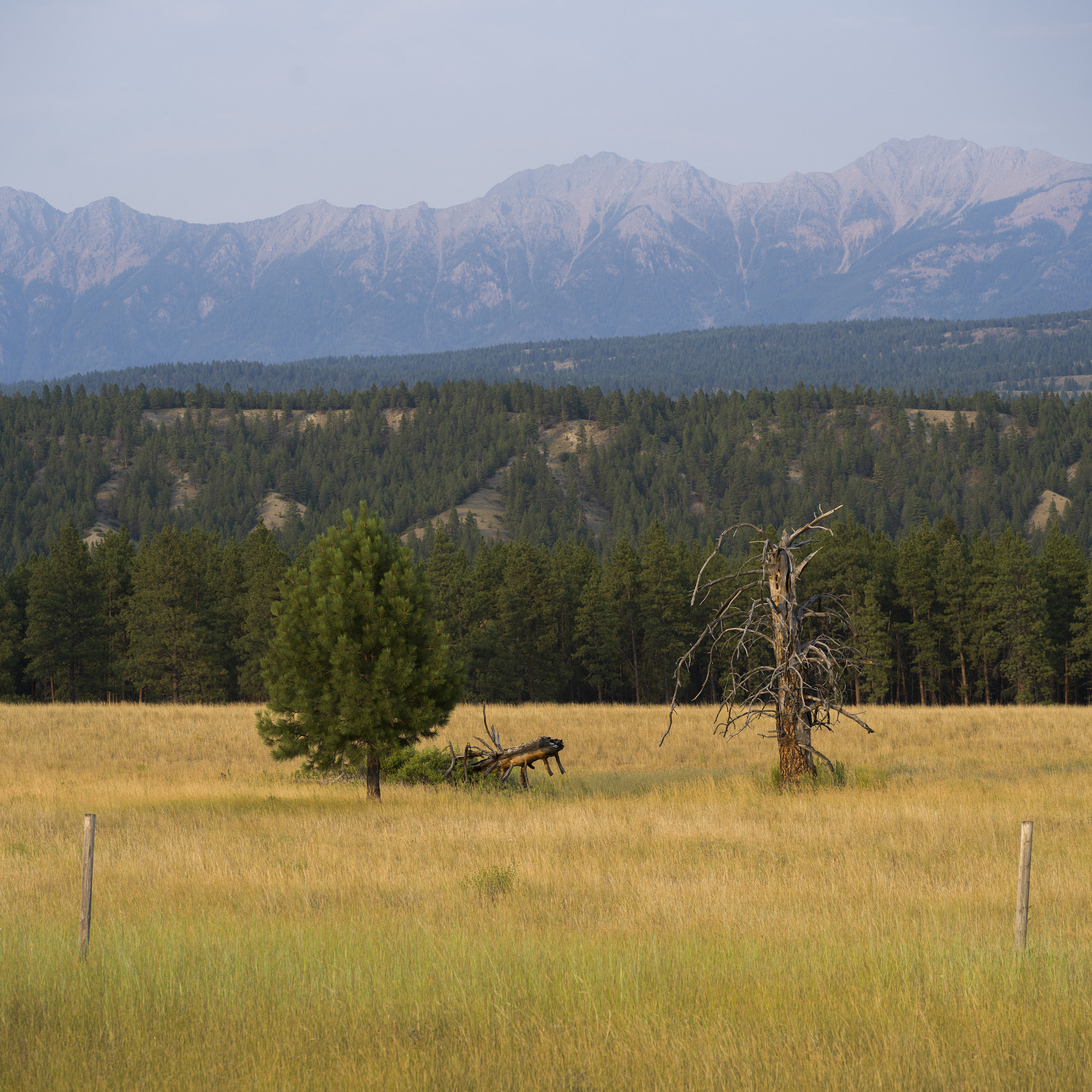 Hasselblad X1D-50c sample photo. Trees in field with mountain range in the background, fairmont h photography