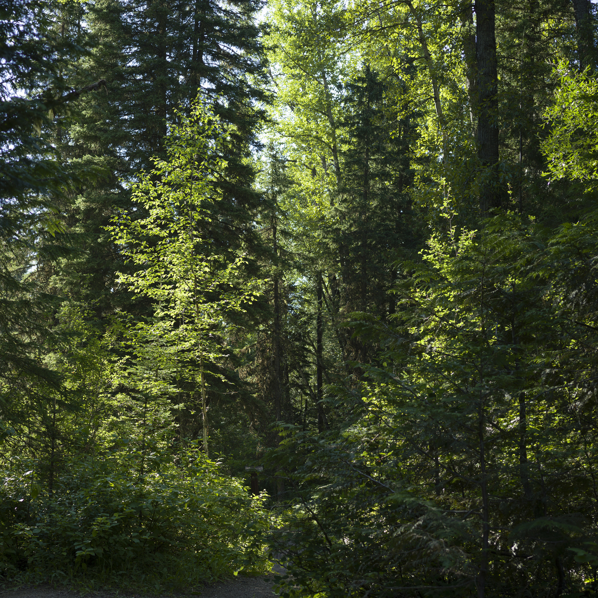 Hasselblad X1D-50c sample photo. Low angle view of trees, mount fernie provincial park, british c photography