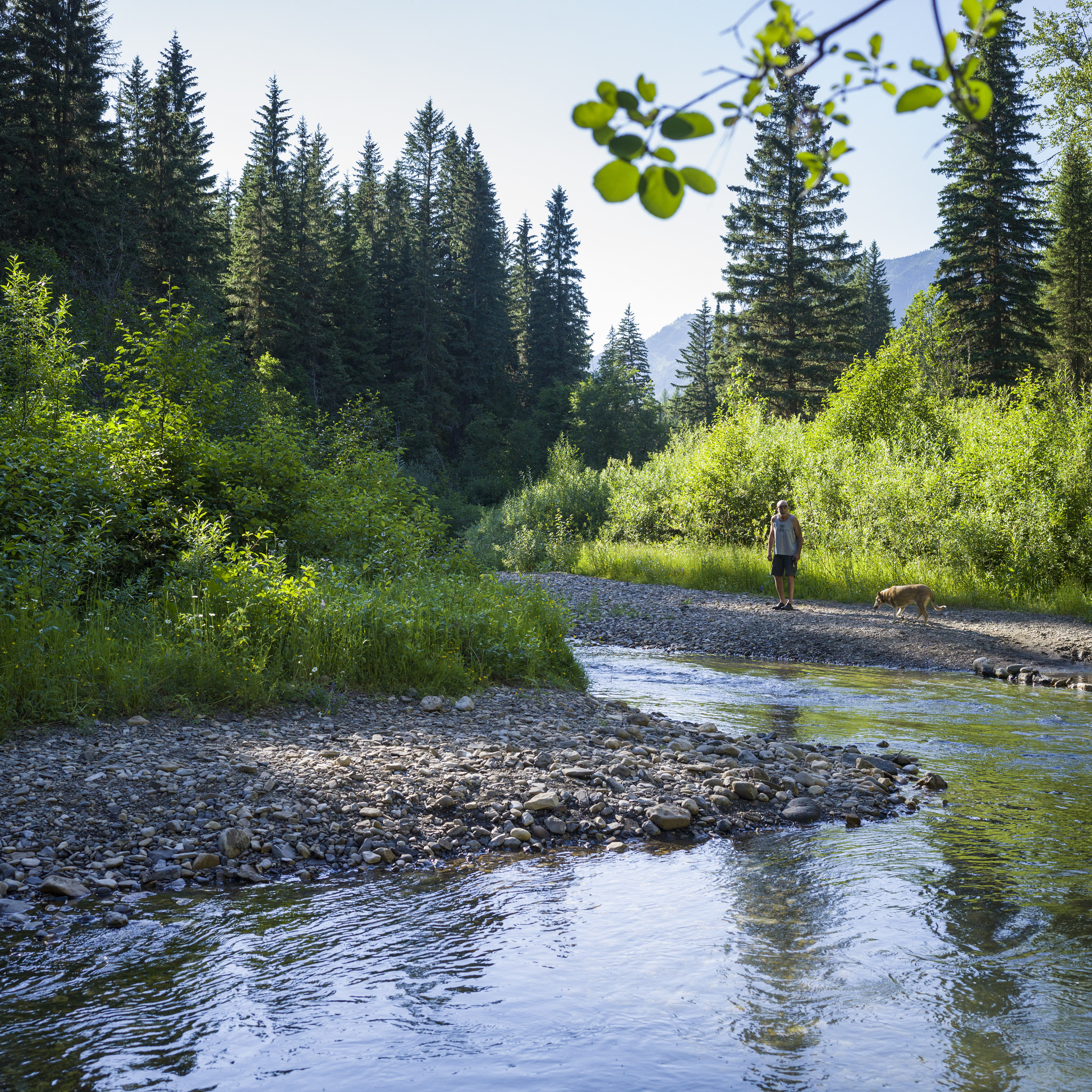 Hasselblad X1D-50c sample photo. Man and his dog by a stream flowing through mount fernie provinc photography