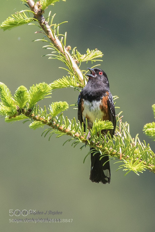 Canon EOS 7D Mark II sample photo. Male spotted towhee singing photography