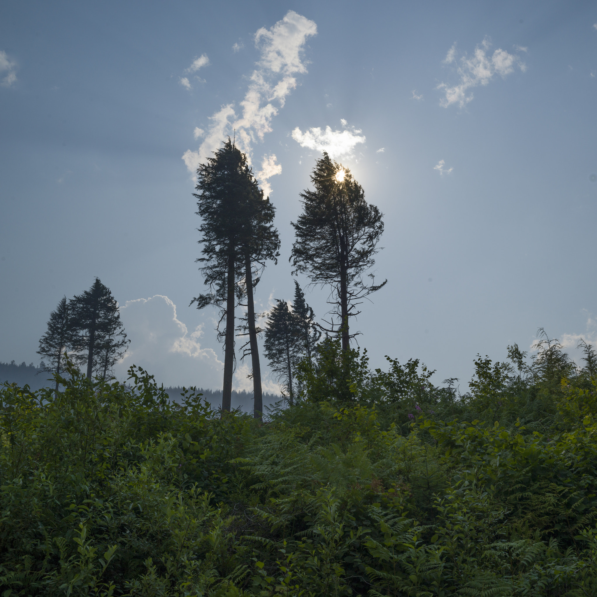 Hasselblad X1D-50c sample photo. Low angle view of trees, british columbia, canada photography